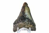 Bargain, Fossil Megalodon Tooth - North Carolina #153047-2